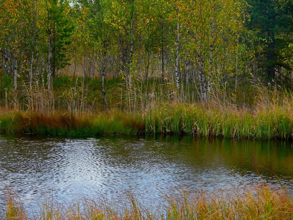 El pantano. Moss. . — Foto de Stock