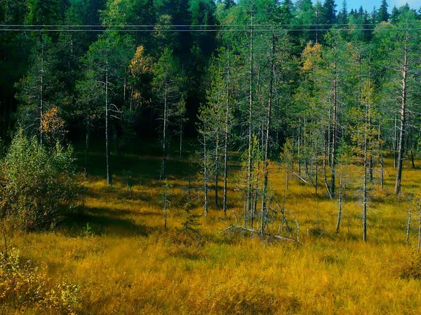 Bataklık. yosun. — Stok fotoğraf