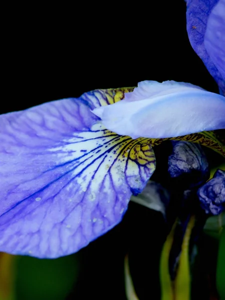 Iris. Flor . —  Fotos de Stock