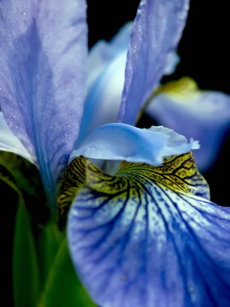 Iris. Fleur . — Photo