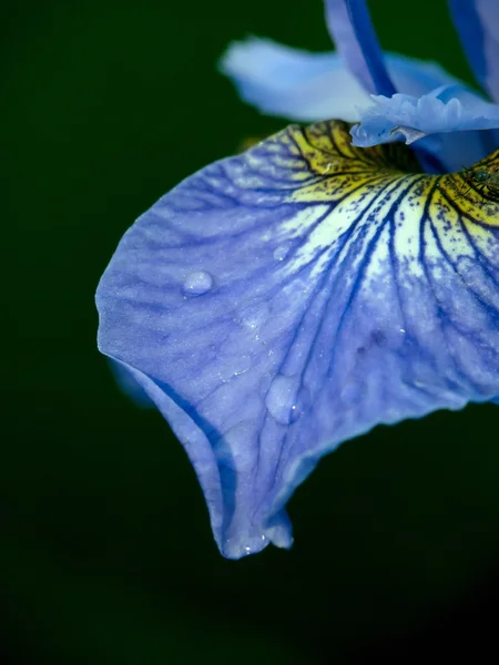 Iris. květ. — Stock fotografie