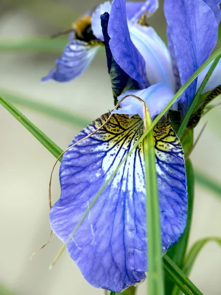 Iris. Fiore . — Foto Stock