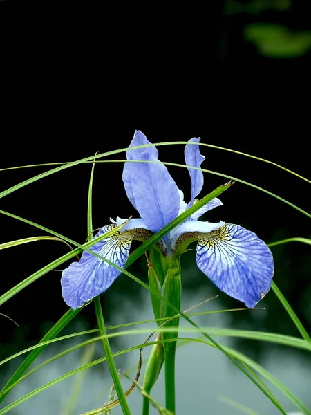 Iris. blomma. — Stockfoto