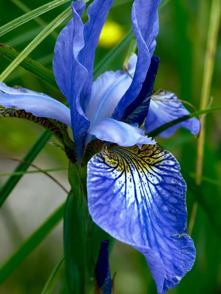 Iris. Flower. — Stock Photo, Image