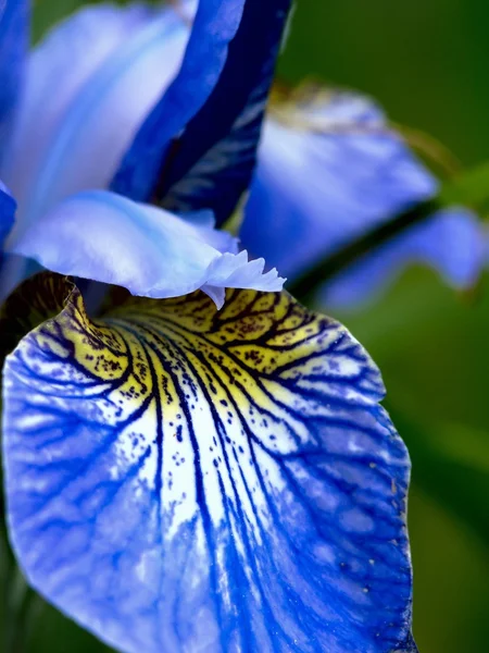 Iris. Flor . —  Fotos de Stock