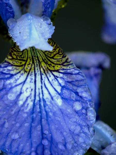 Iris. Blume. — Stockfoto