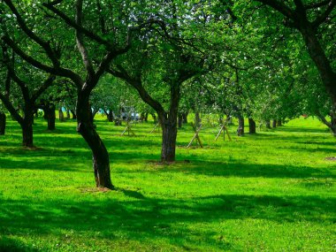 Apple-tree. Blossoming. clipart