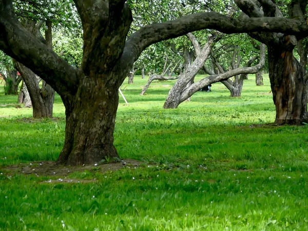 stock image Apple-tree. Blossoming.