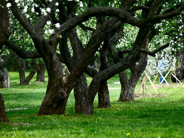 stock image Apple-tree. Blossoming.