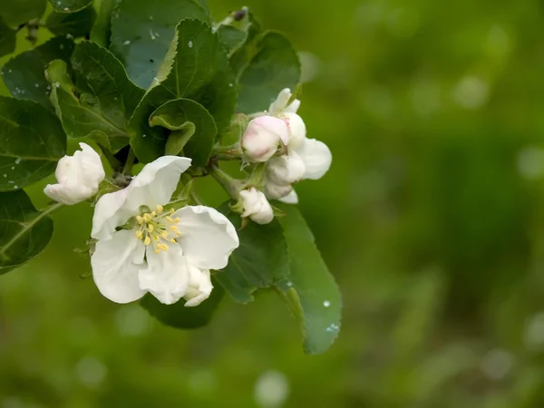 Blommor. äppelträd. — Stockfoto