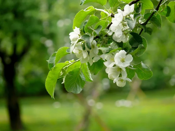 Flowers. Apple-tree. — Stock Photo, Image
