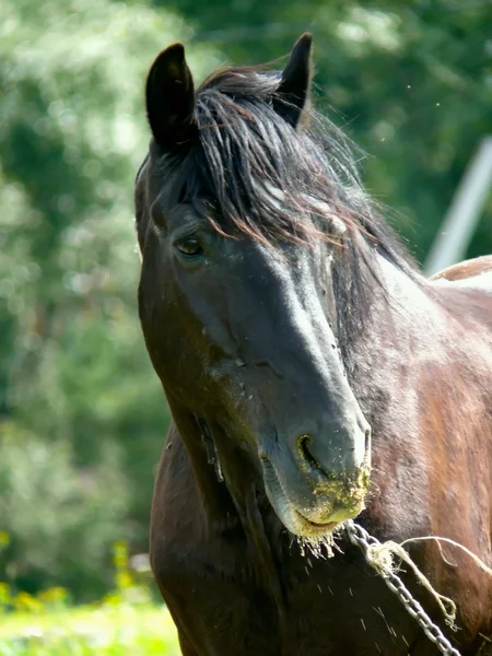 stock image Horse.