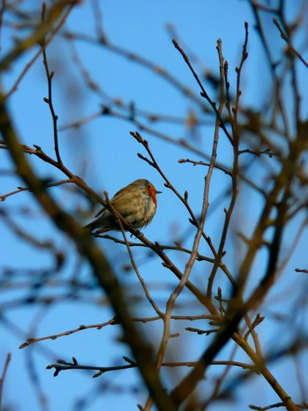 Singing bird. Robin.