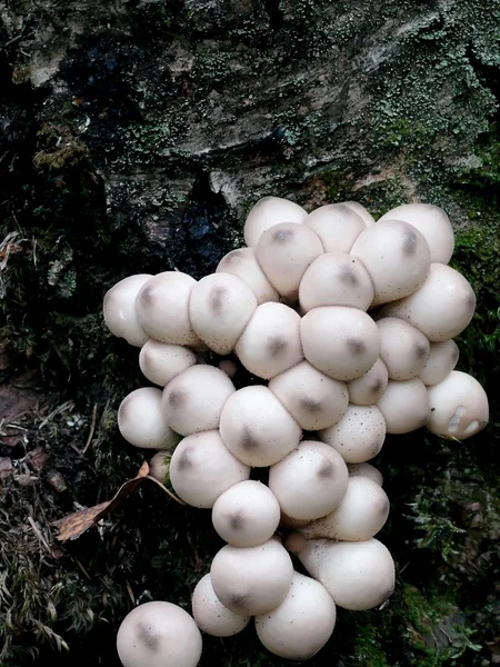 胸部。蘑菇。马勃. — 图库照片