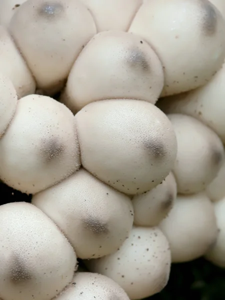 Boobs. Mushrooms. Puffballs. — Stock Photo, Image