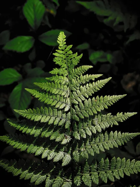 Fern leaf. — Stock Photo, Image