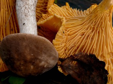 mantar. Cantharellus cibarius.