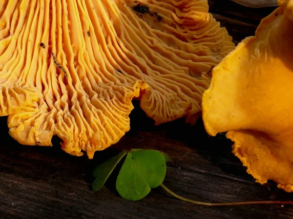 Mushrooms. Chanterelle. — Stock Photo, Image