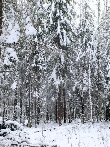 Zimą. drewno. — Zdjęcie stockowe