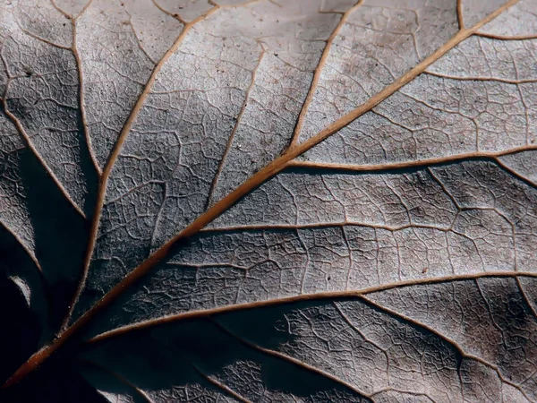 Leaf. Texture. — Stock Photo, Image
