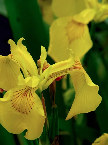 Iris. — Stockfoto
