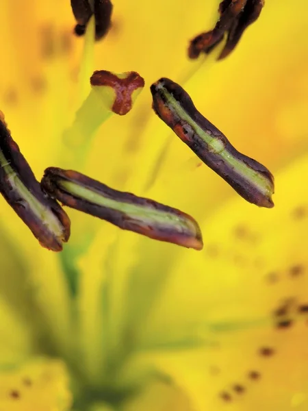 Pestles and stamens. Lily. — Stock Photo, Image