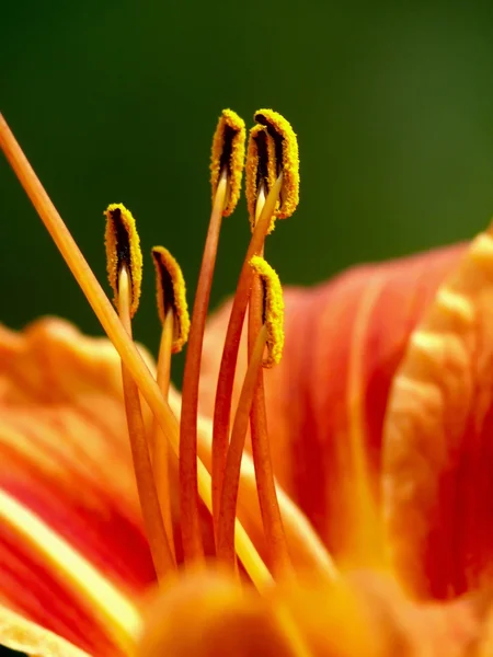 Pestles and stamens. Lily. — Stock Photo, Image