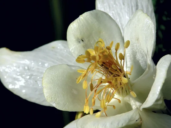 White flower. — Stock Photo, Image