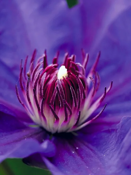 Clematis. Flower. — Stock Photo, Image