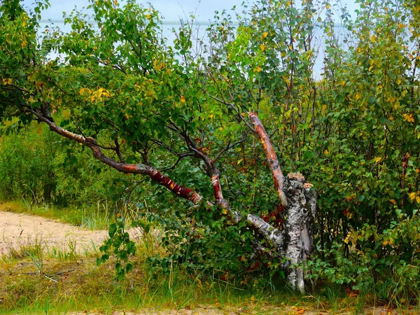 Landscape.Northern Björk. — Stockfoto