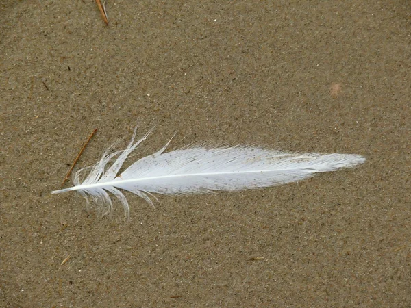 Feather. — Stock Photo, Image