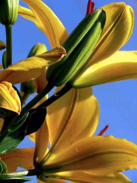 Yellow lily. — Stock Photo, Image