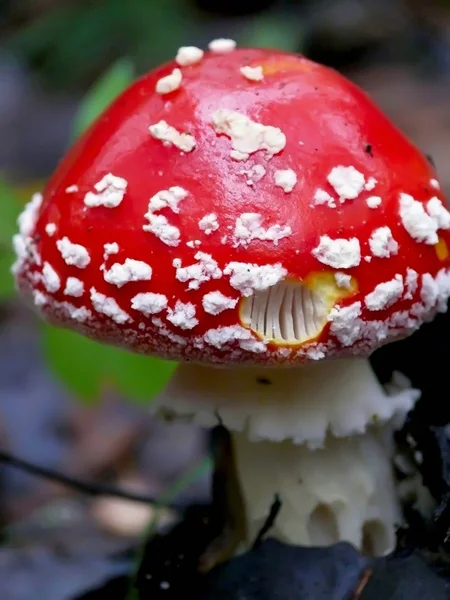Cogumelo venenoso. — Fotografia de Stock