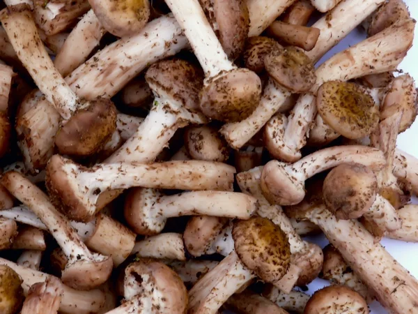 Mushrooms. Honey fungus. — Stock Photo, Image