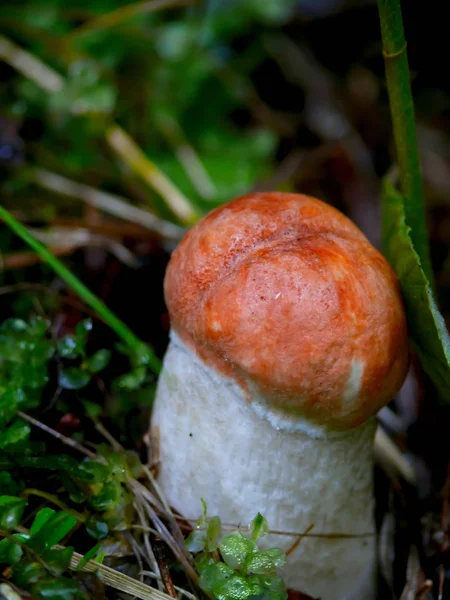 阿斯彭蘑菇. — 图库照片
