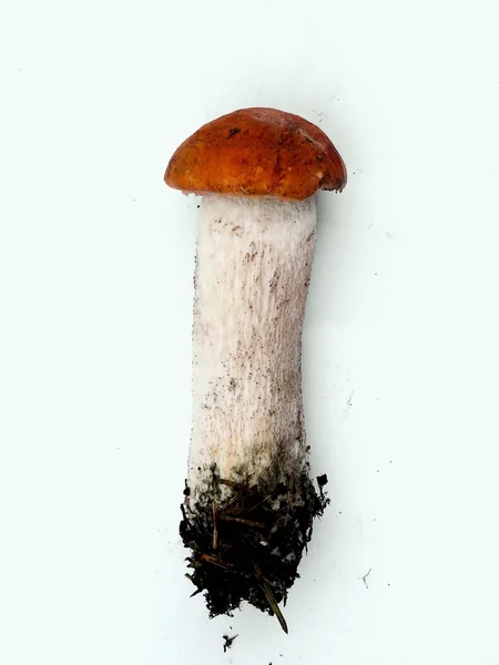 Osika houby. — Stock fotografie