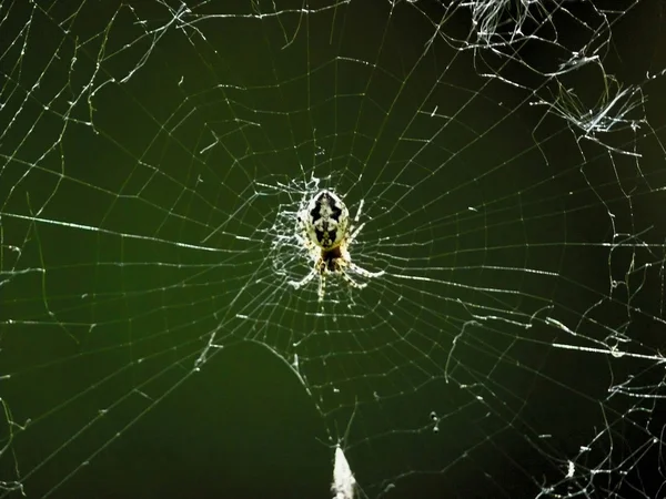 Spinnen. — Stockfoto