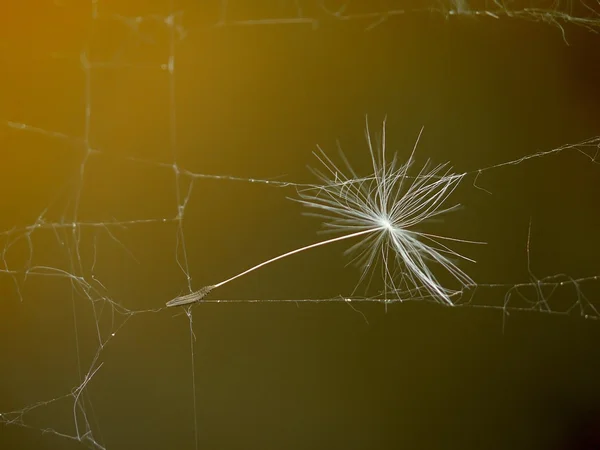Pitypang. Spiderweb. — Stock Fotó