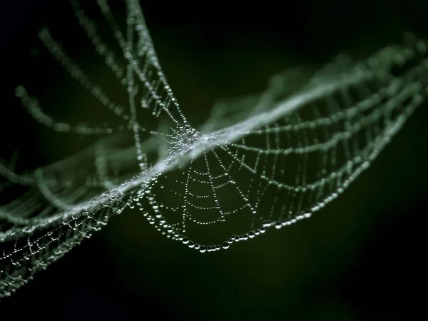 Web. . — Foto de Stock