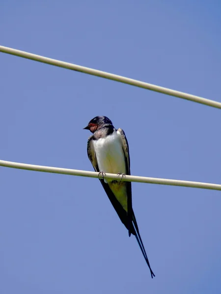 Swallow. — Stock Photo, Image
