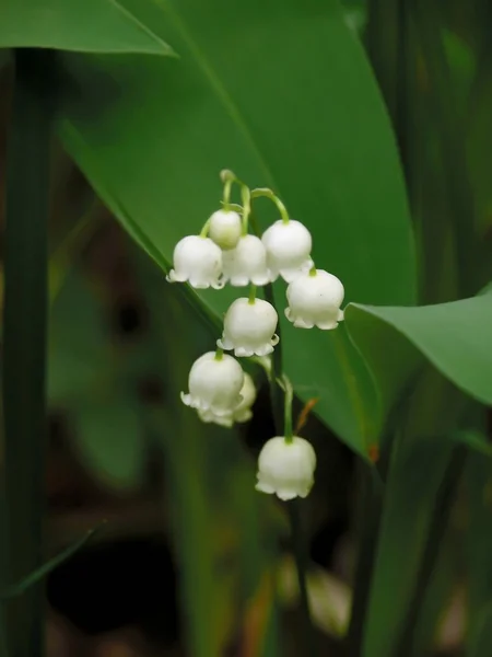 Lily of the valley. — Stock Photo, Image