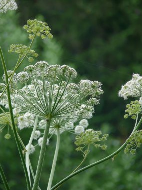 Angelica. çiçek.