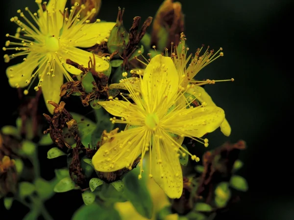 stock image Hypericum. Flowers.