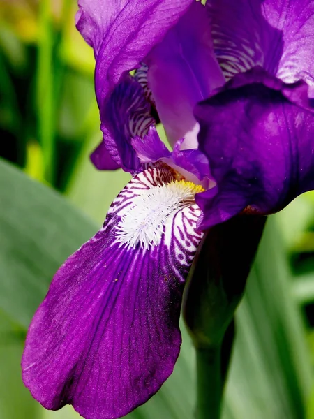 Iris. . — Foto Stock