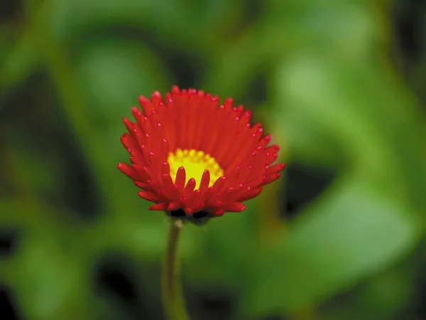 Piros virág. — Stock Fotó