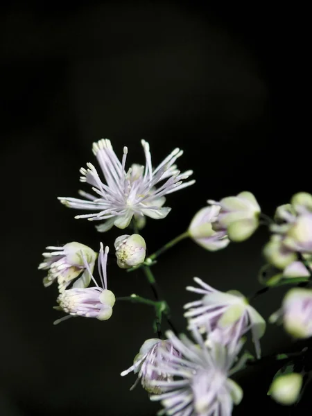 Wood flower. Stock Image