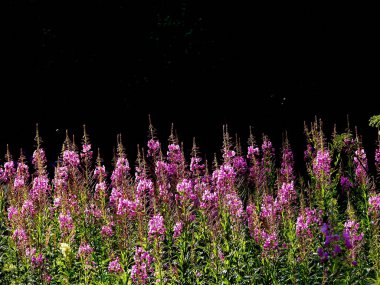 Fireweed.