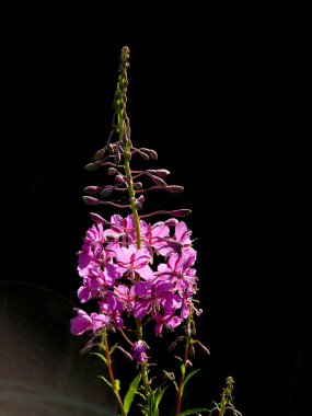 Fireweed.