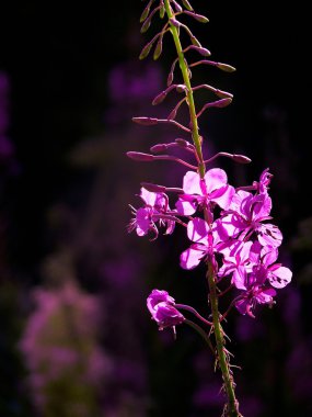 Fireweed.