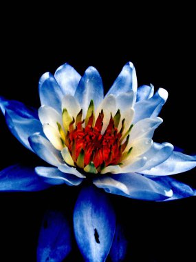 Art. Blue waterlily. clipart